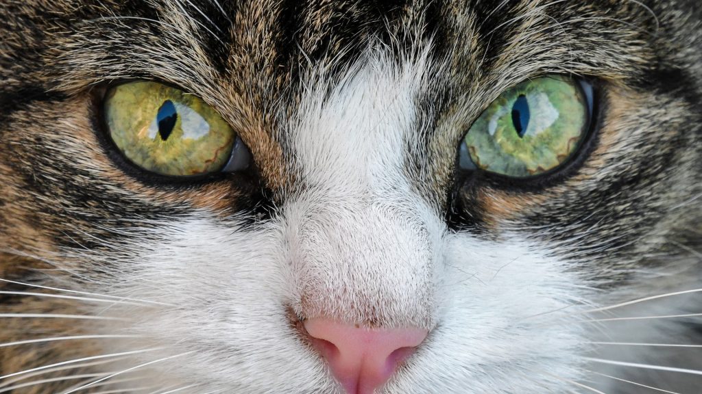 Comment jouer avec mon chat