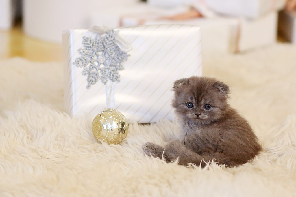 Un chat heureux !!