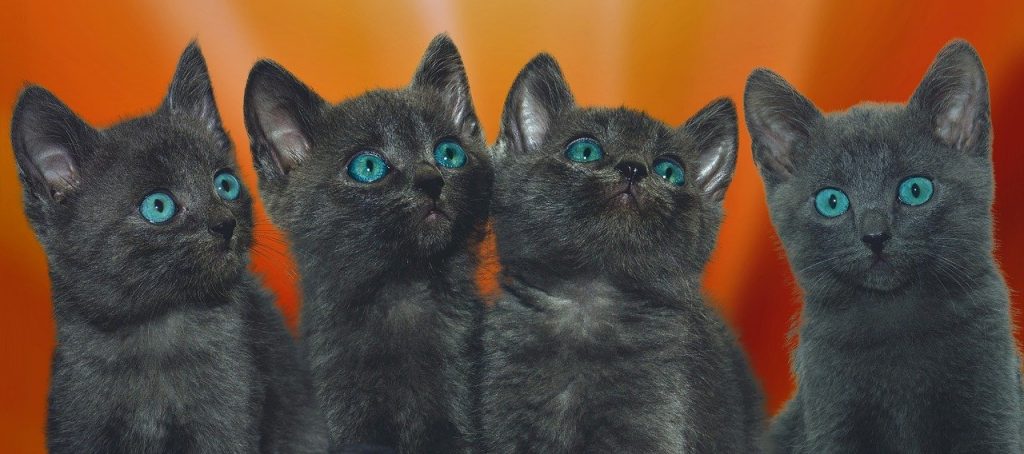 Quels sont les équipements nécessaires pour un chat ?