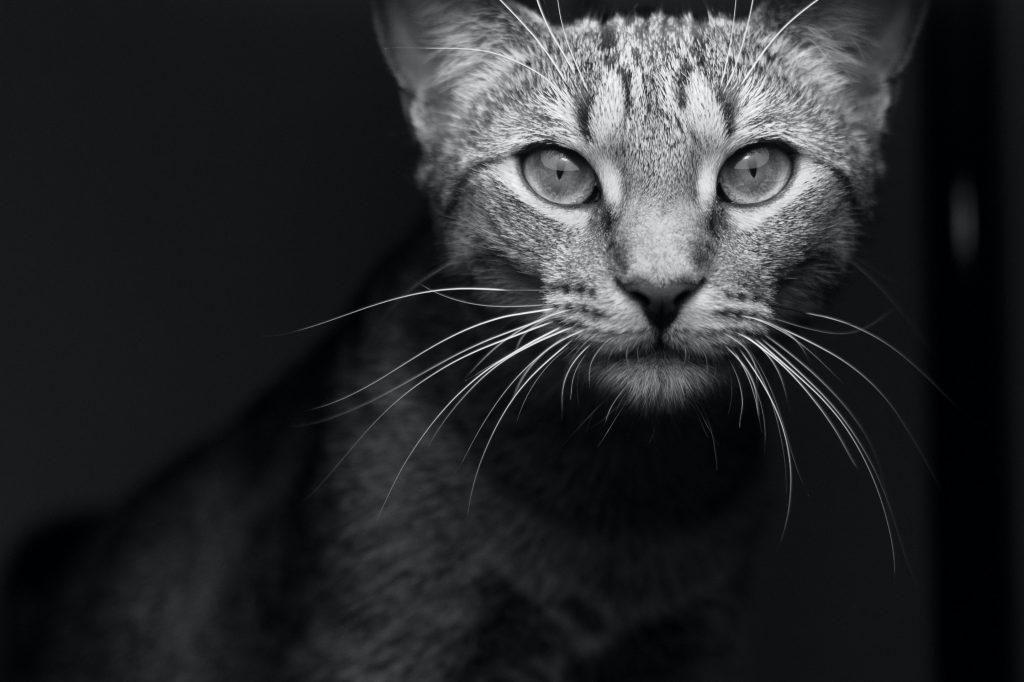 Des poils d’animaux envahissants ? Trouvez des solutions efficaces