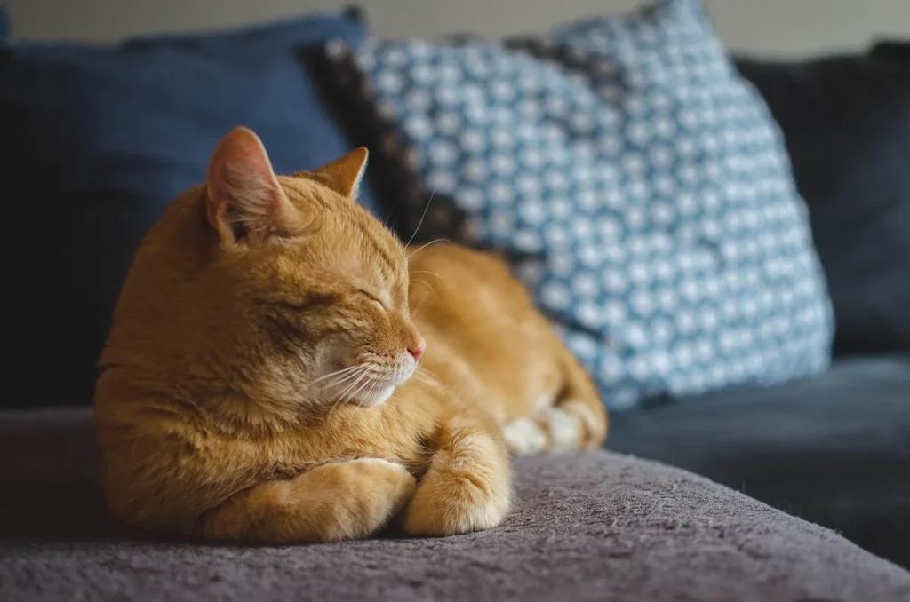Découvrir la Felinor méthode pour apaiser l&rsquo;anxiété de séparation du chat