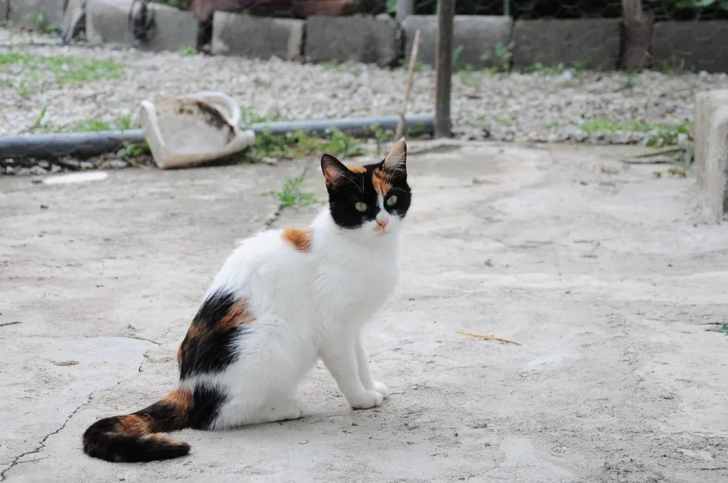 5 façons de comprendre le comportement des chats