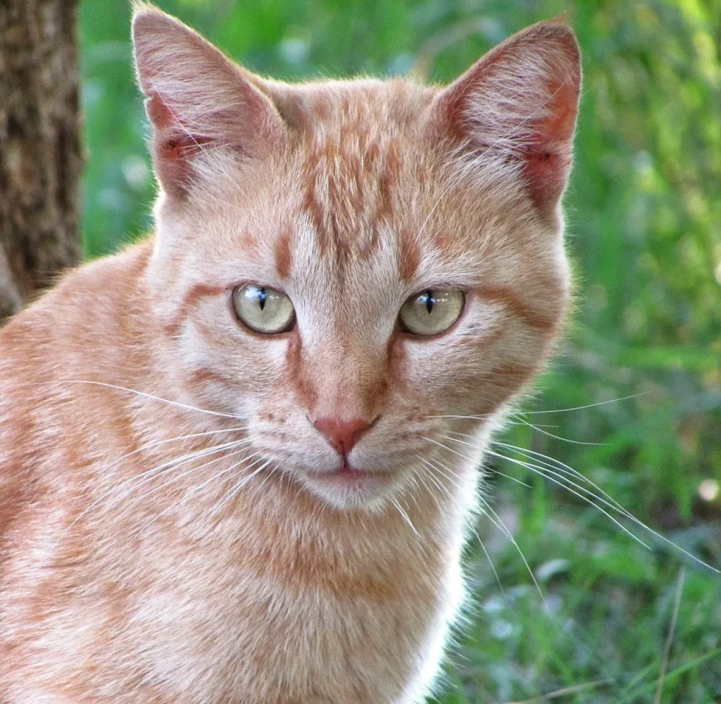 Questions fréquentes sur les voyages avec des animaux