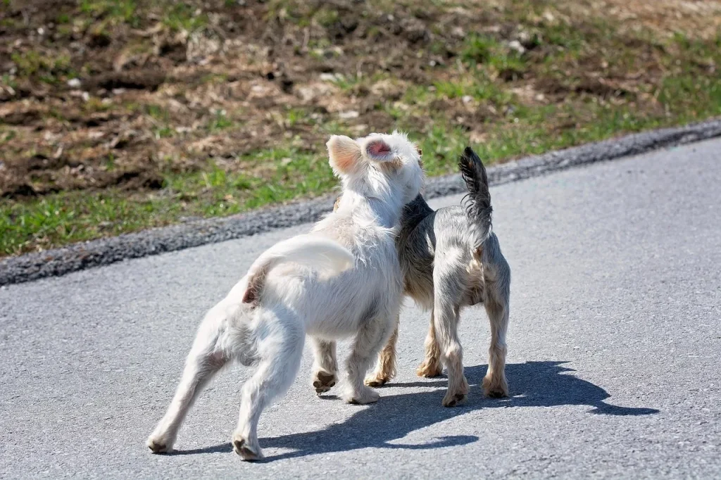Comparer les comportements des chats et des chiens : un guide complet