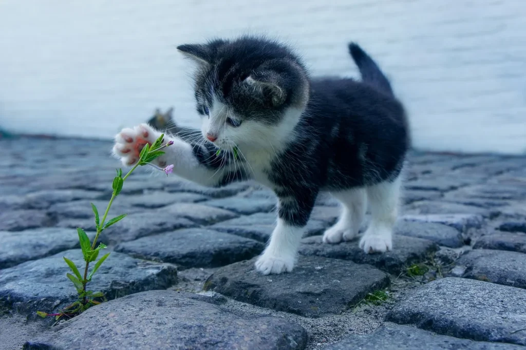 Pourquoi choisir le Label Amirop pour un chaton : décryptage complet